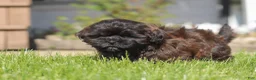 Shihpoo dogs for sale: Terry - Ad 2