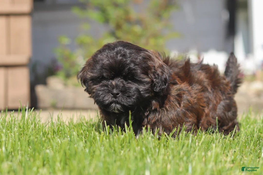 Shihpoo dogs for sale: Terry - Ad 2