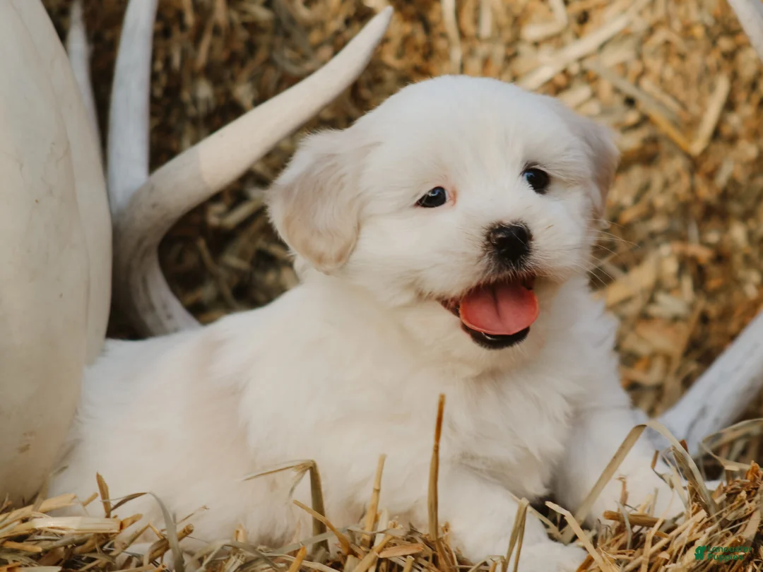 Lhasa Apso dogs for sale: Hunter - Ad 1