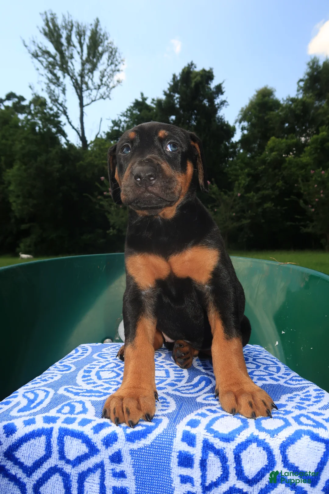 Mixed Breed dogs for sale: Juliet - Ad 1