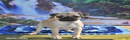 Pug dogs for sale: Sparky - Ad 23