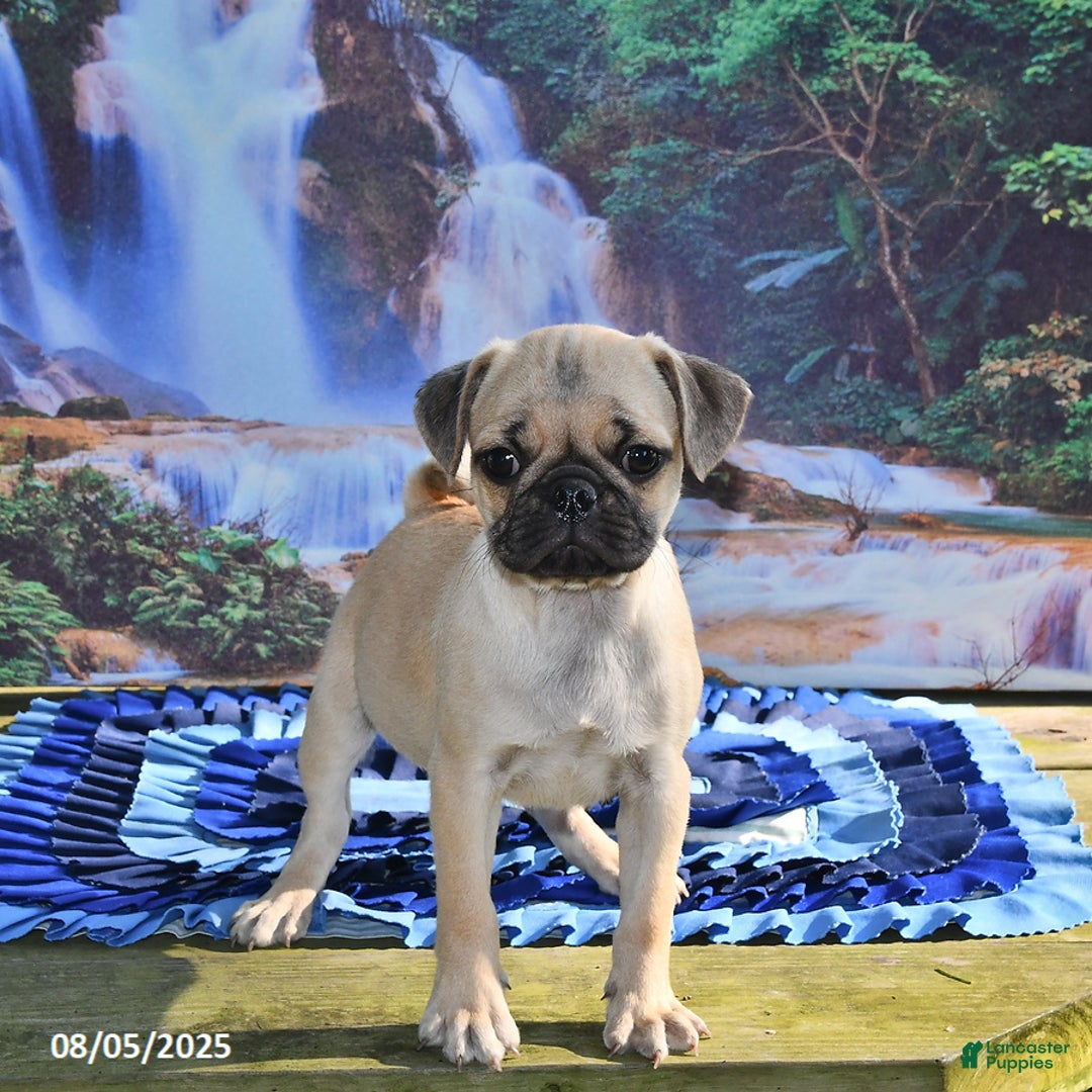 Pug dogs for sale: Sparky - Ad 23
