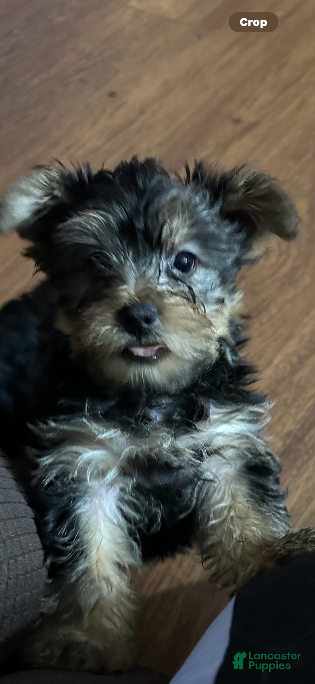 Yorkshire Terrier dogs for sale: Yorkshire Terrier Puppy female 2 - Ad 6