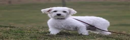 Havapoo dogs for sale: Nicole - Ad 7