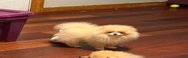 Pomeranian Puppy 2