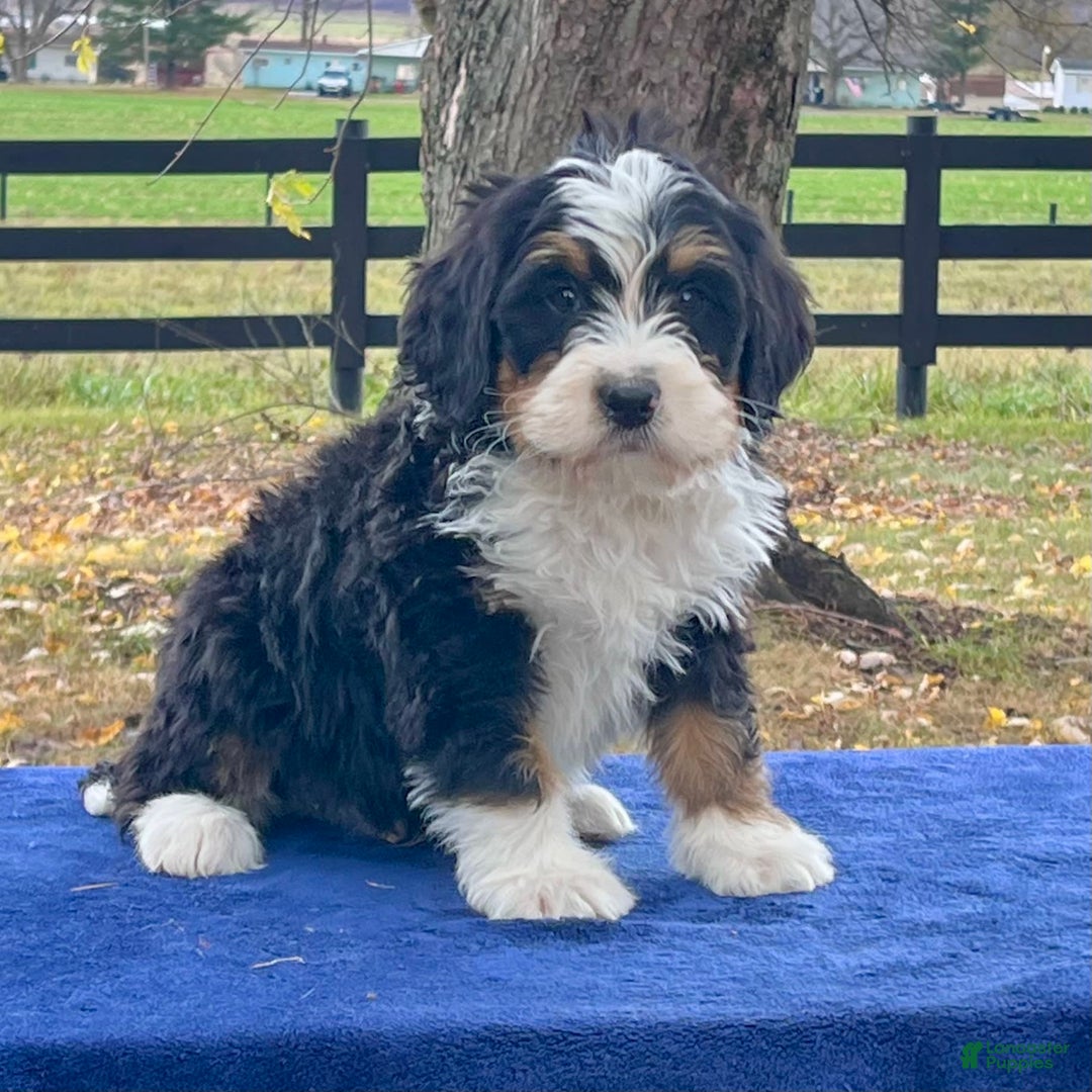 Gallery Image {{count}}