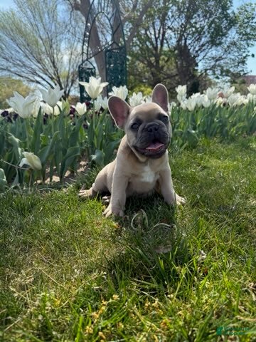 French Bulldog dogs Bear - Ad 2