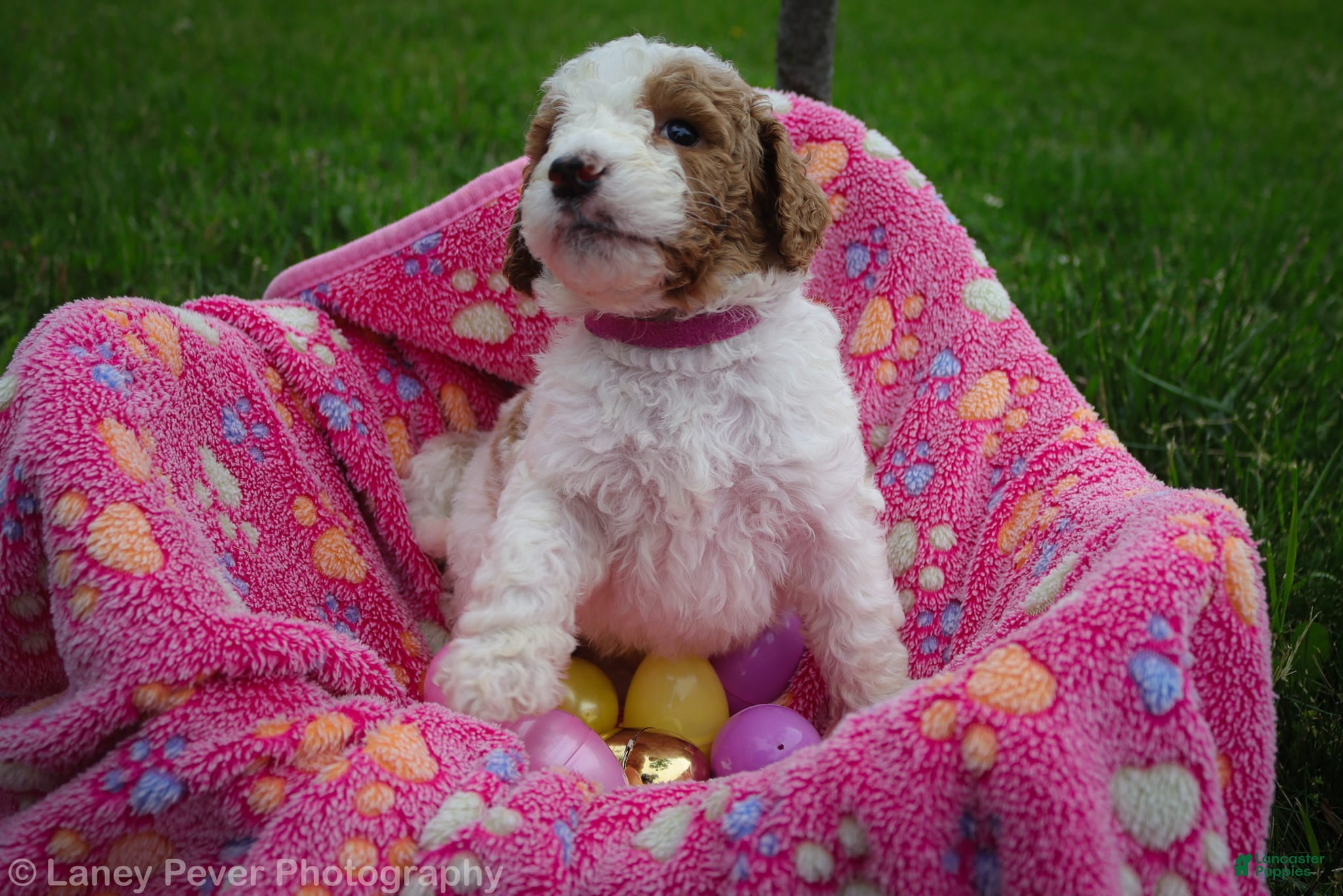 Goldendoodle dogs Miss Hot Pink - Ad 2