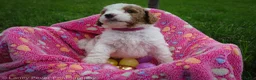 Goldendoodle dogs for sale: Miss Hot Pink - Ad 2
