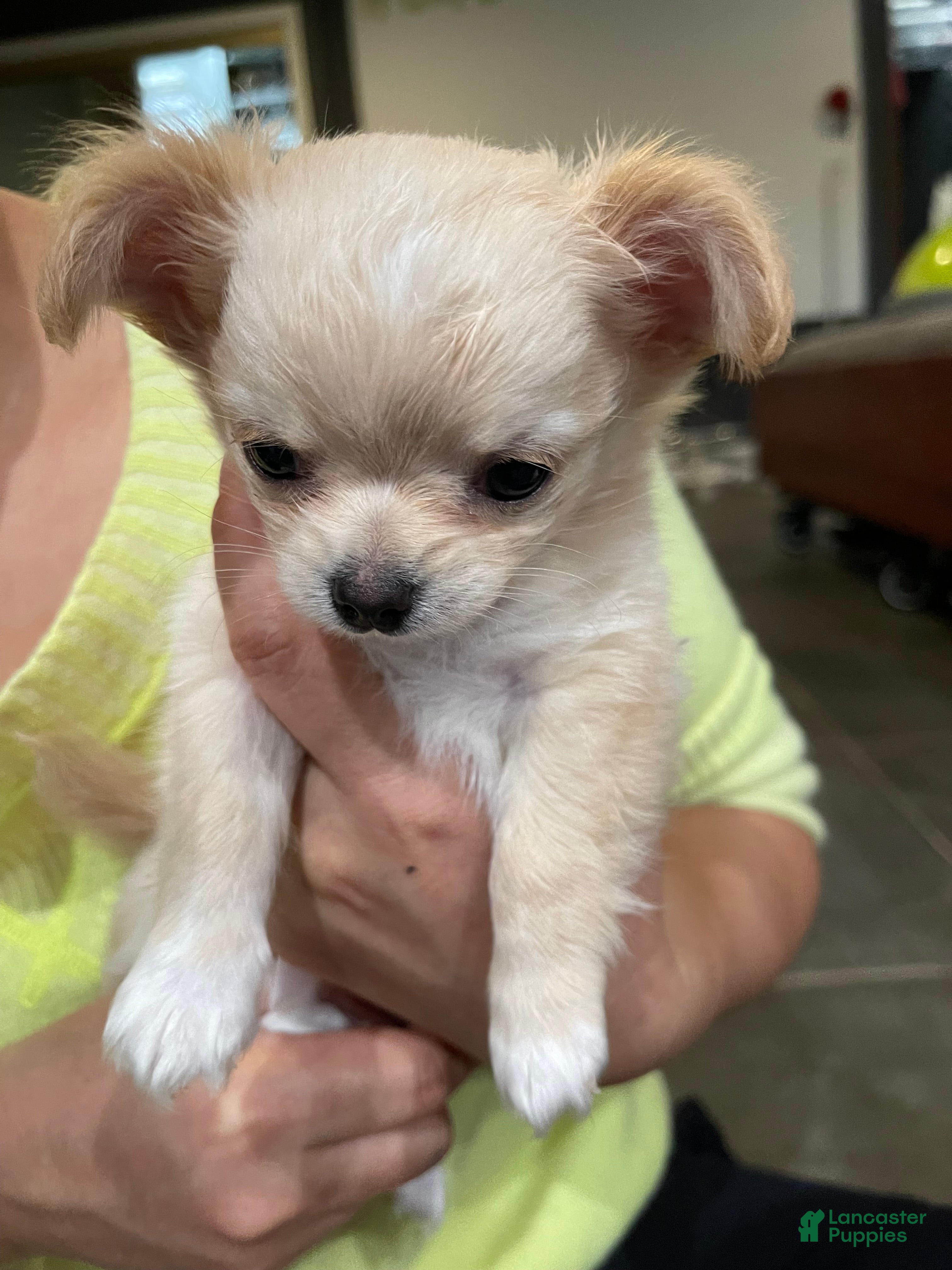 Chihuahua dogs for sale: Sunny - Ad 1