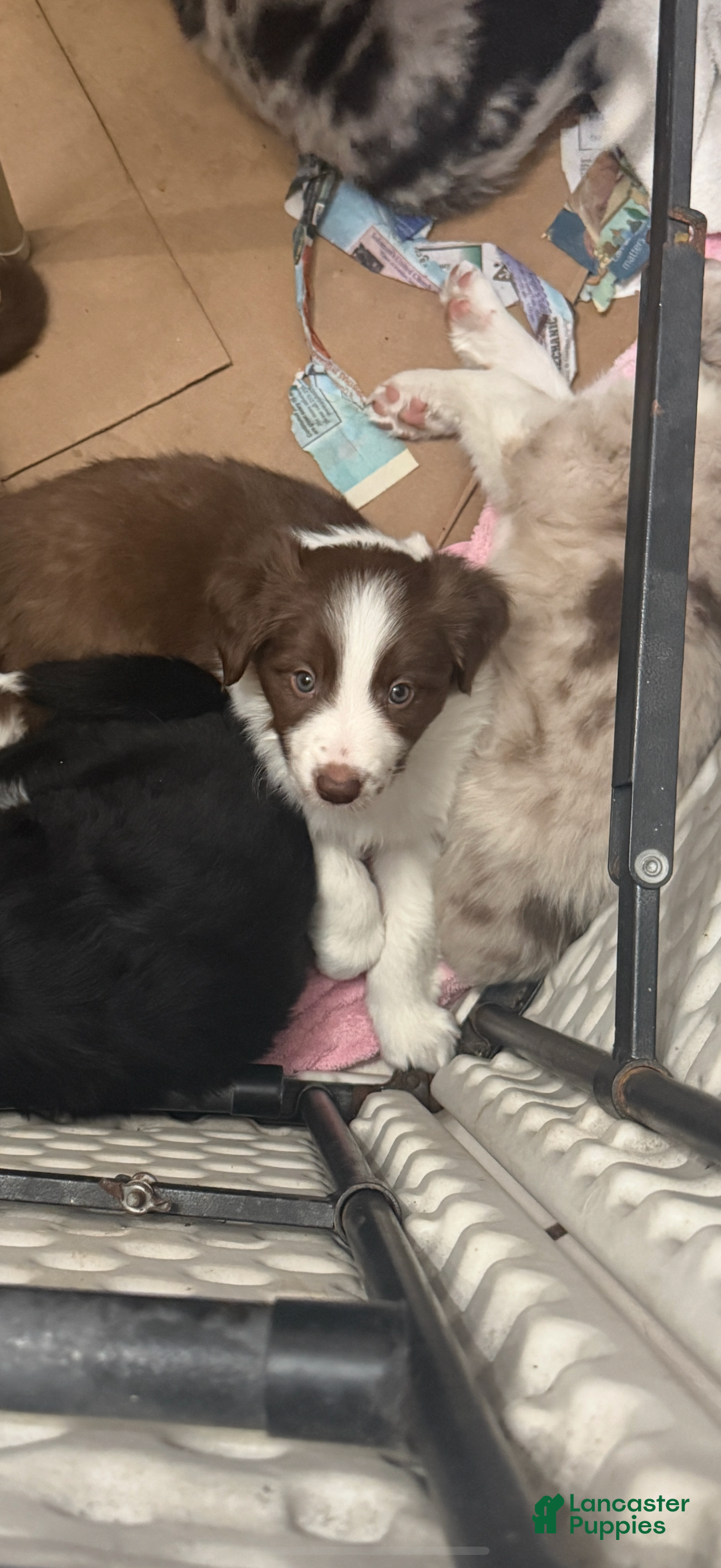Border Collie dogs for sale: Border Collie Puppy 1 - Red - Ad 5