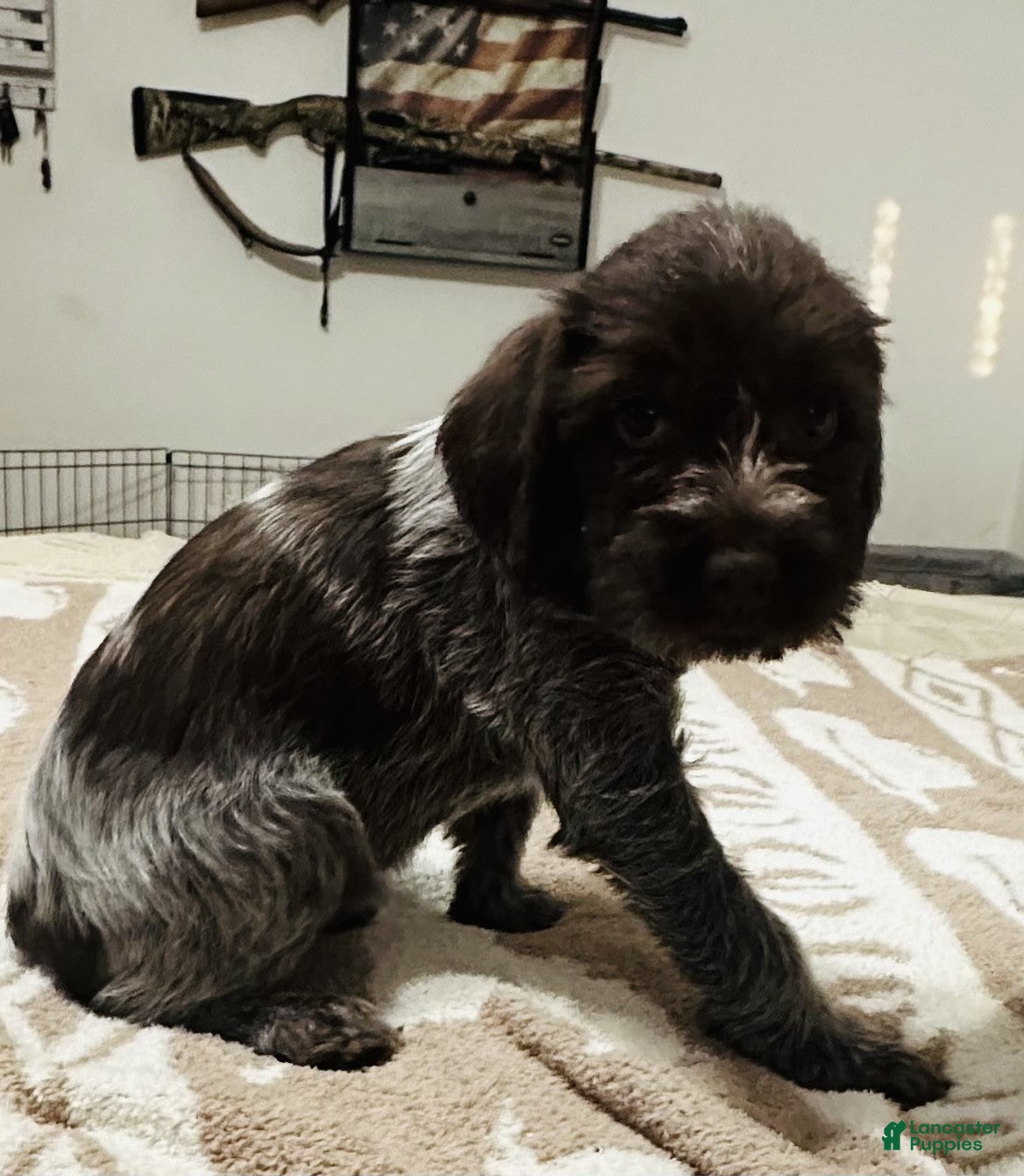 Wirehaired Pointing Griffon dogs Wirehaired Pointing Griffon; Pink Collar". - Ad 3