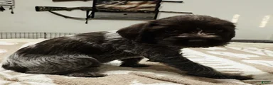Wirehaired Pointing Griffon; Pink Collar".