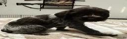 Wirehaired Pointing Griffon dogs for sale: Wirehaired Pointing Griffon; Pink Collar". - Ad 1