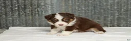 Miniature Australian Shepherd dogs for sale: Lava Miniature Australian Shepherd Puppy  - Ad 6