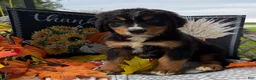 Bernese Mountain Dog dogs for sale: Chucky - Ad 4