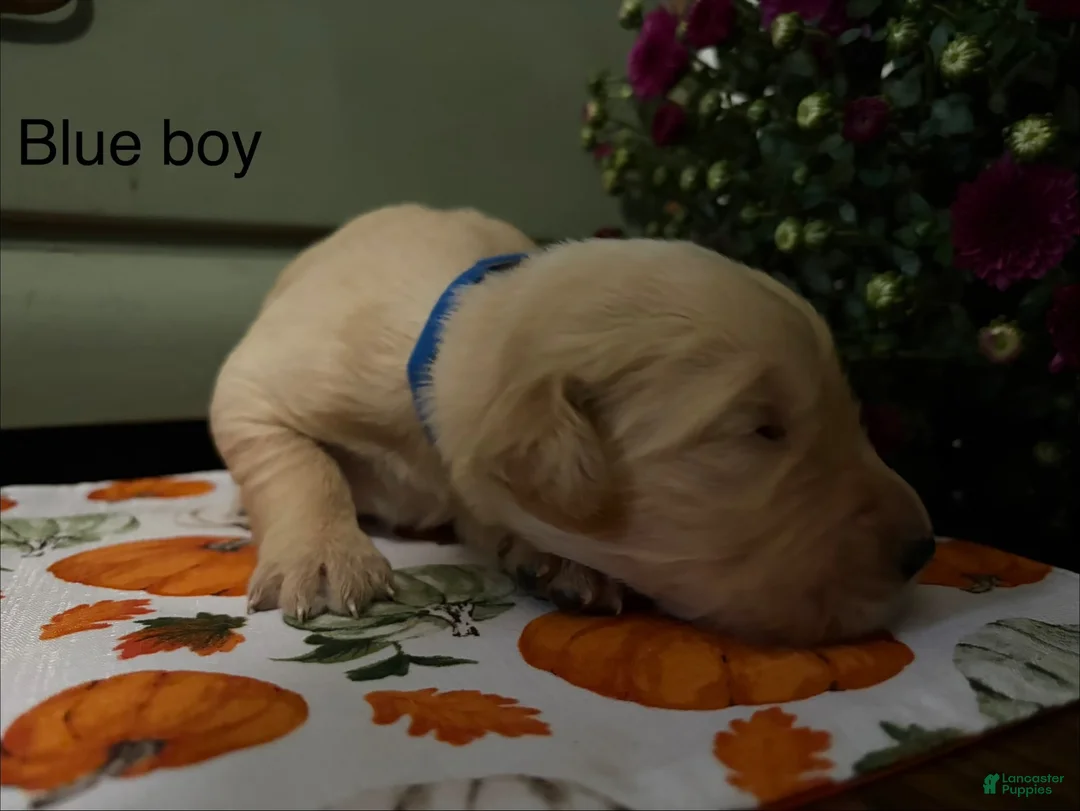 Golden Retriever dogs for sale: Dark blue  - Ad 1