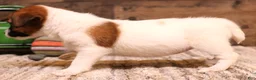 Jack Russell Terrier dogs for sale: Sailor is white w/ tri markings  - Ad 5