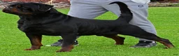 Rottweiler dogs for sale: Belize  - Ad 16