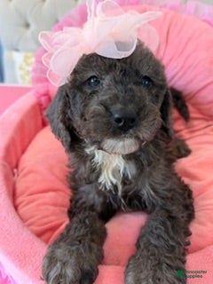 Sheepadoodle dogs Jazzy - Ad 13