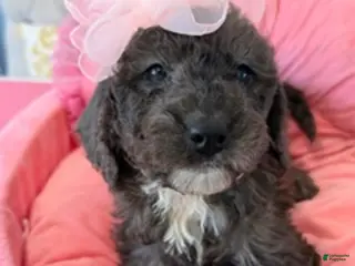 Sheepadoodle dogs Jazzy - Ad 13