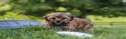 Yorkiepoo dogs for sale: Teddy - Ad 3