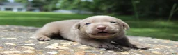 Labrador Retriever dogs for sale: Bliss - Ad 1