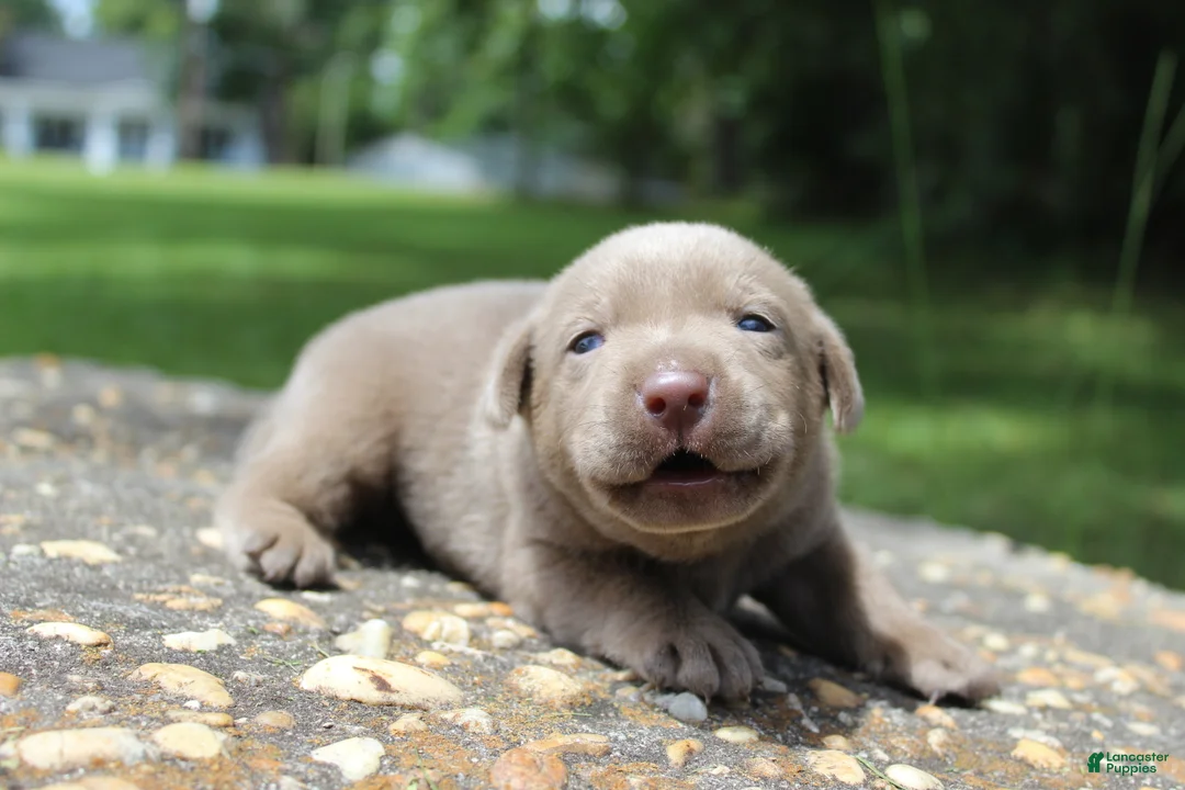 Labrador Retriever dogs for sale: Bliss - Ad 1