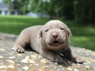 Labrador Retriever dogs Bliss - Ad 31