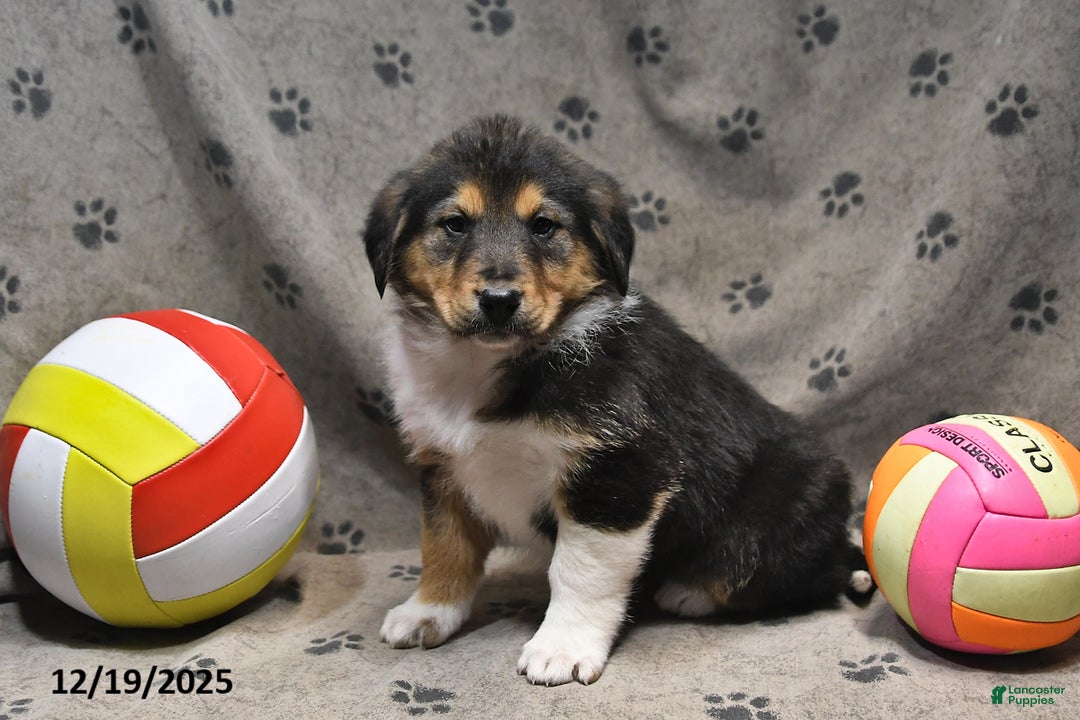 Mixed Breed dogs for sale: Kandy - Ad 1