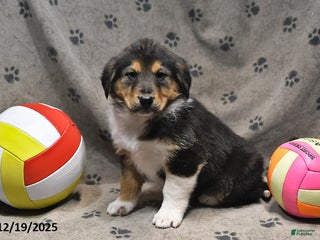 Mixed Breed dogs Kandy - Ad 19