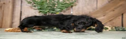 Miniature Dachshund dogs for sale: Cassie - Ad 3