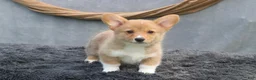 Welsh Corgi Pembroke dogs for sale: Drizzle - Ad 1