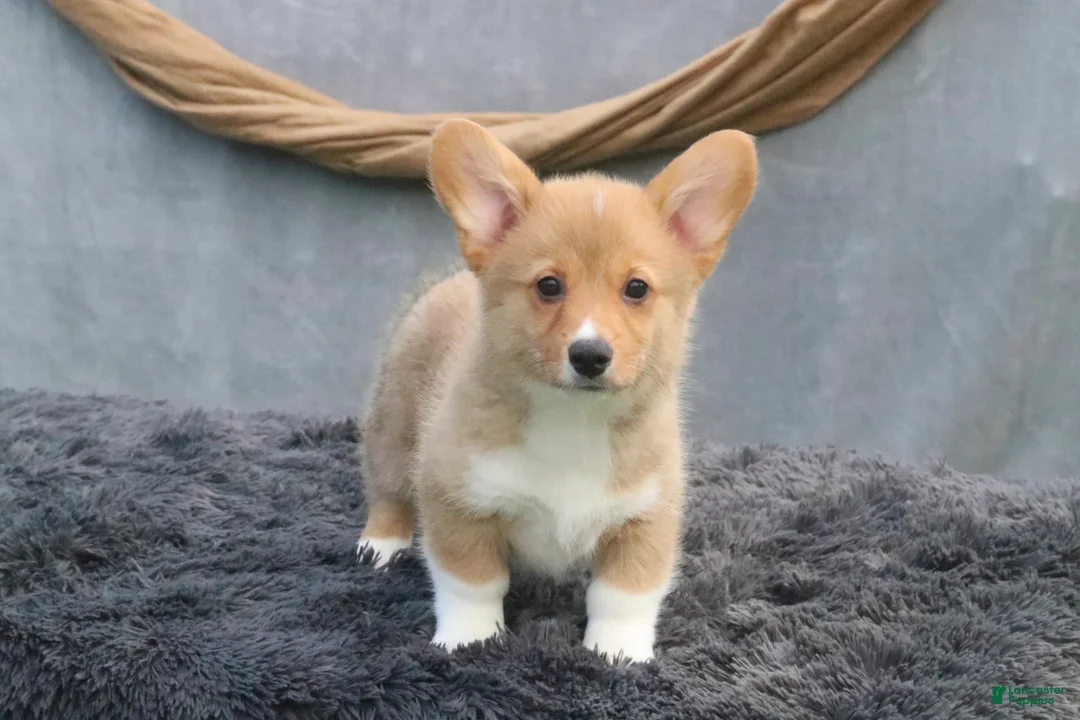 Welsh Corgi Pembroke dogs for sale: Drizzle - Ad 1