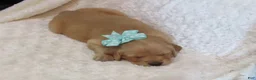 Golden Retriever dogs for sale: Lonnie - Ad 3