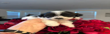 Shih Tzu Puppy 4