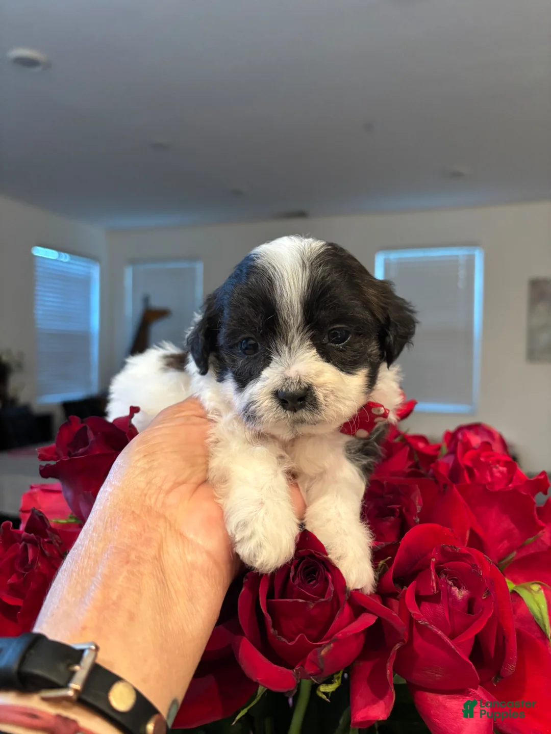 Shihpoo dogs for sale: Shih Tzu Puppy 4 - Ad 1