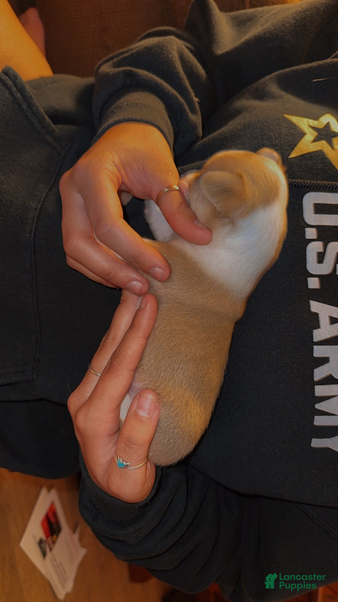 Chihuahua dogs for sale: Niece - Ad 2