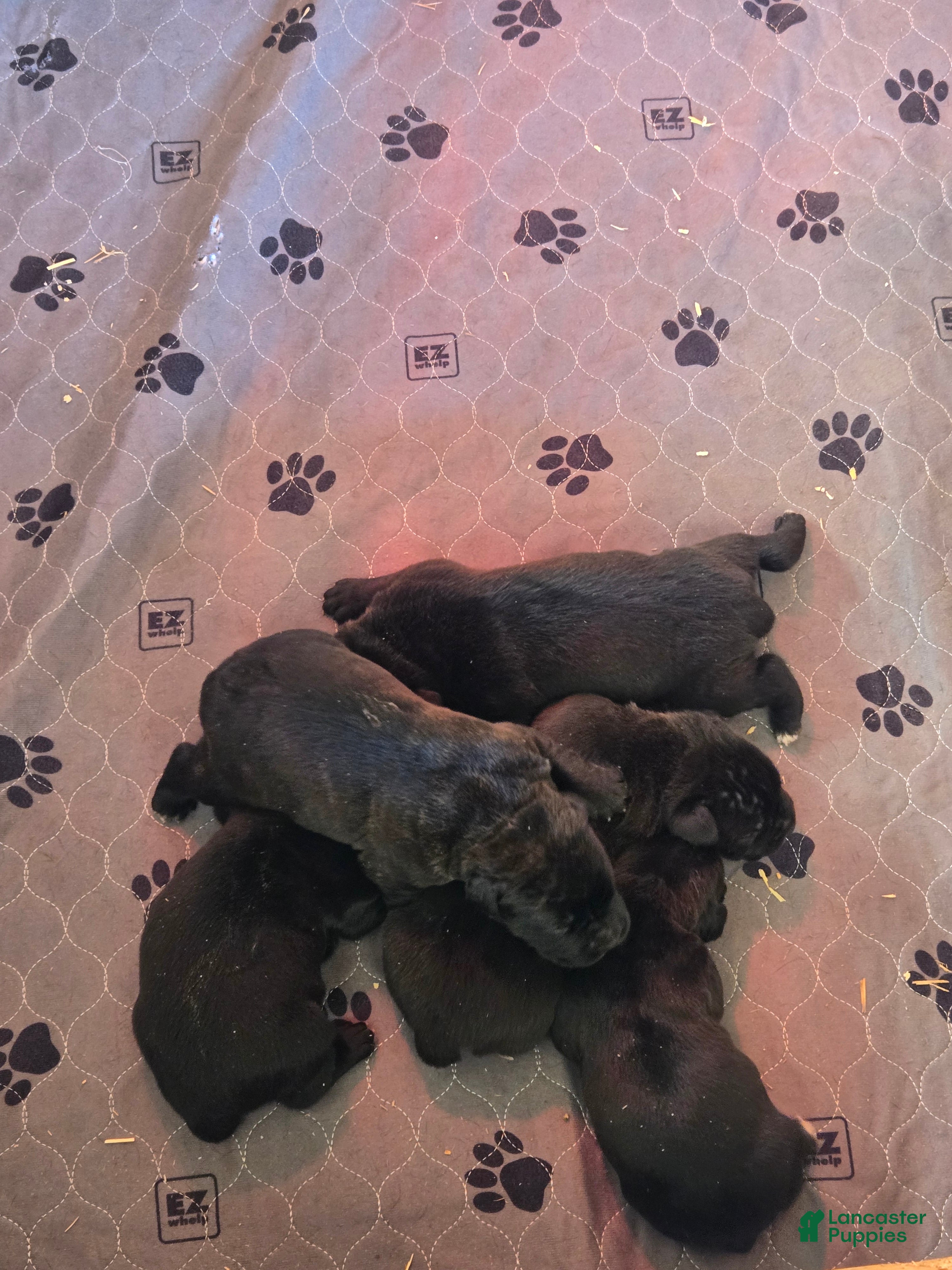 Cane Corso dogs for sale: Cane Corso Puppy 5 - Ad 3