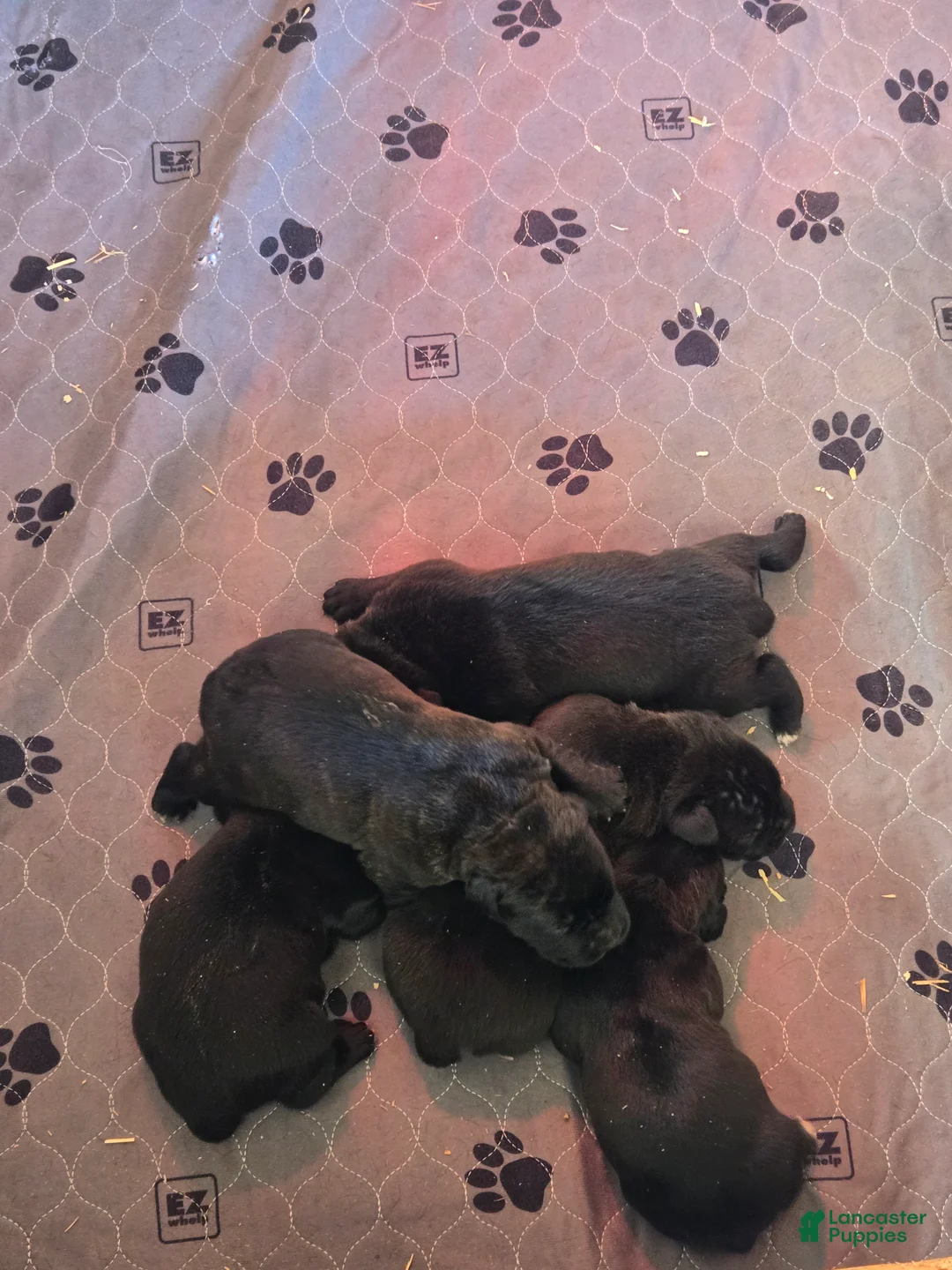 Cane Corso dogs for sale: Cane Corso Puppy 5 - Ad 1