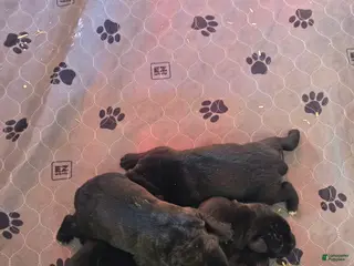 Cane Corso dogs for sale: Cane Corso Puppy 5 - Ad 3