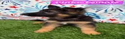 German Shepherd dogs for sale: Pinky - Ad 3