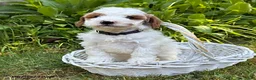 Goldendoodle dogs for sale: Ana - Ad 3