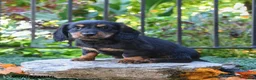 Miniature Dachshund dogs for sale: Noodle - Ad 3