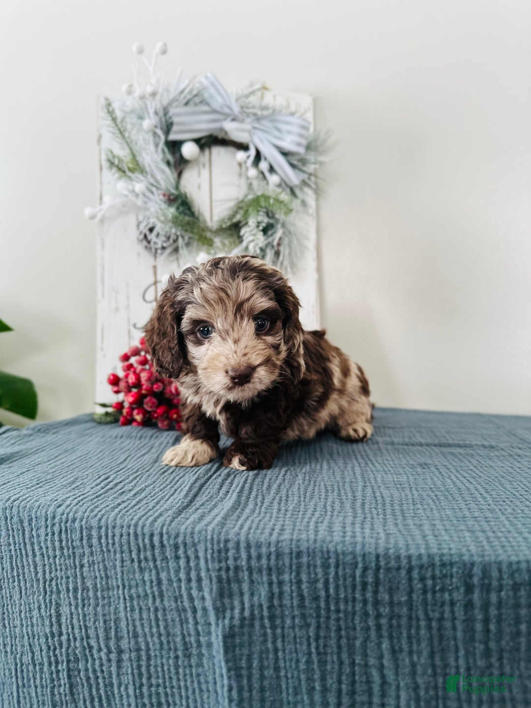 Mixed Breed dogs for sale: Dasher - Ad 9