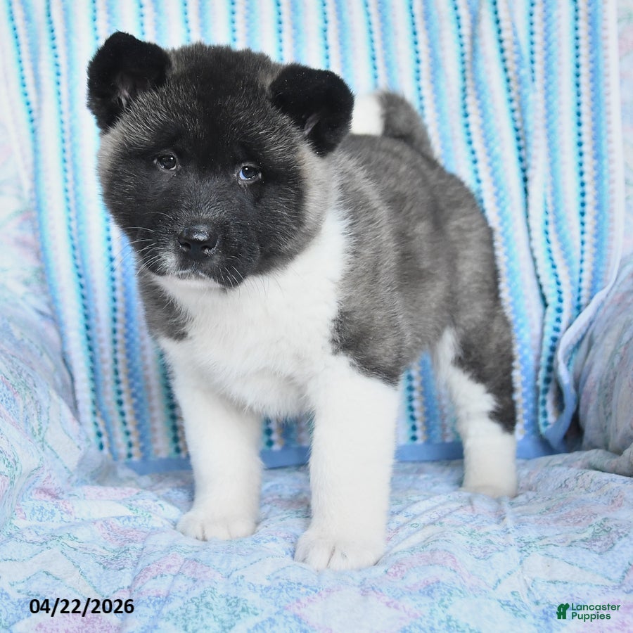 Akita dogs Elen - Ad 2