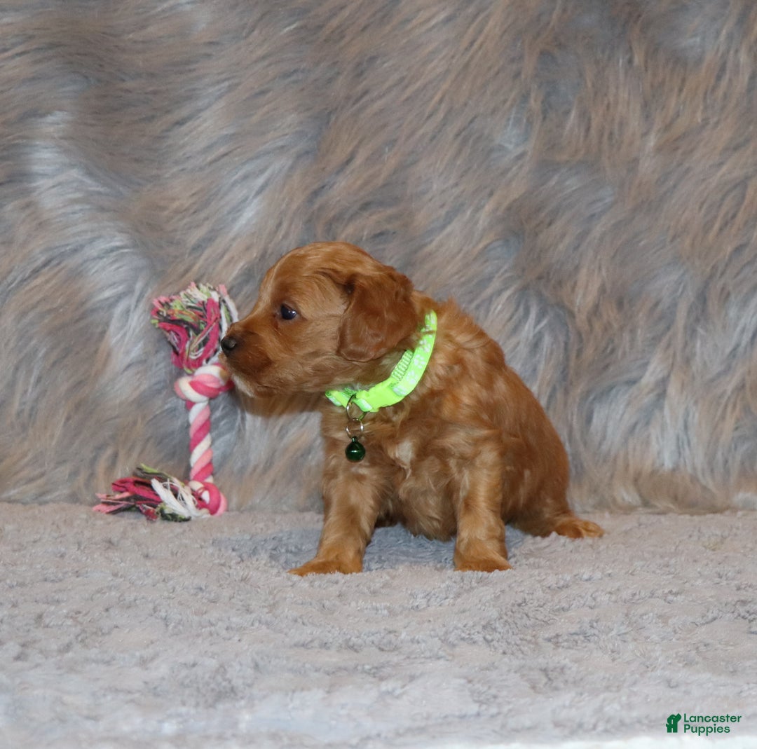 Mini Goldendoodle dogs for sale: Whiskers 🌷👨‍👨‍👧‍👦💞🐕 - Ad 10