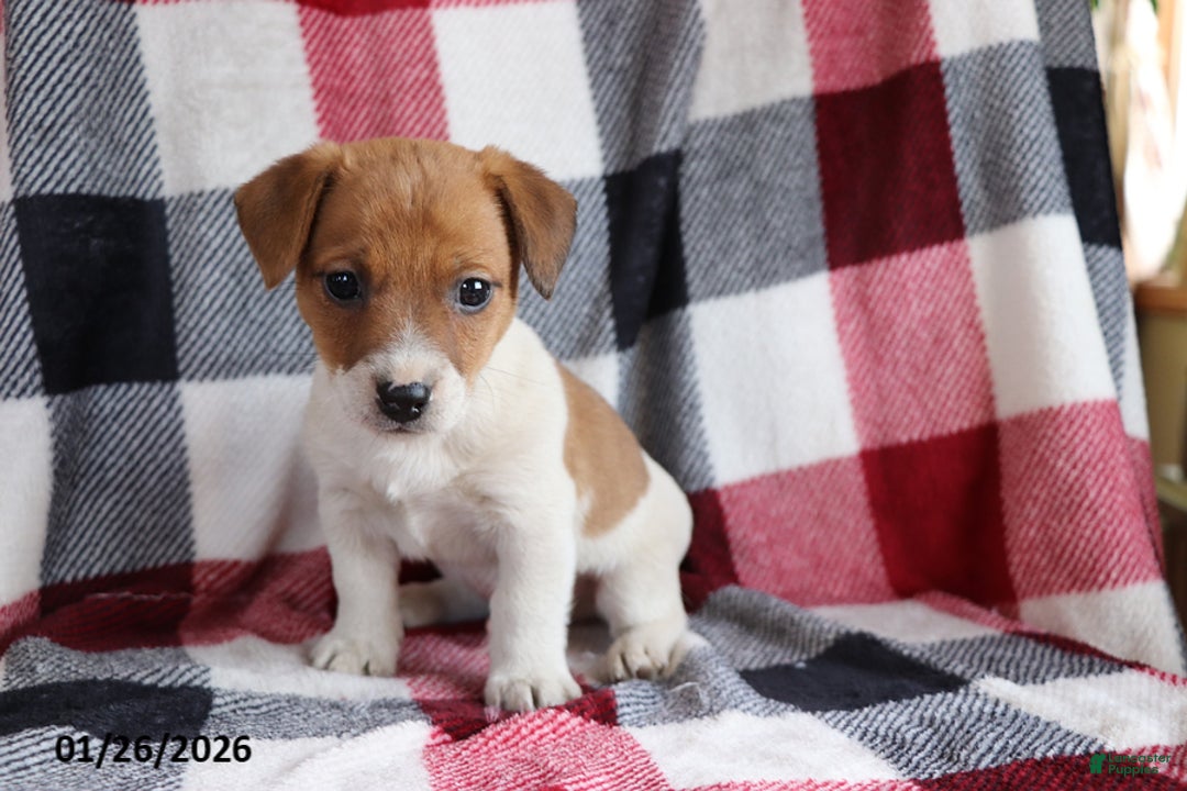 Jack Russell Terrier dogs for sale: Rusty - Ad 1