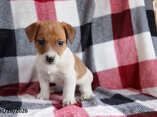 Jack Russell Terrier dogs Rusty - Ad 2