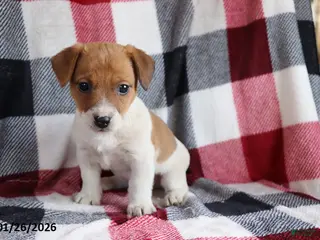 Jack Russell Terrier dogs Rusty - Ad 3